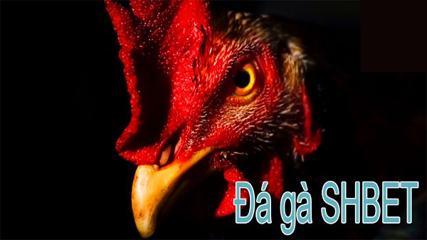 Các điều kiện cơ bản để thực hiện thao tác sạc Qqvn 19 - Qqvn