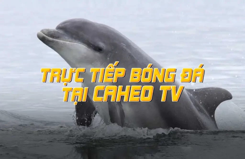 79King có chương trình khuyến mãi hoặc phần thưởng đăng ký nào không? - 79King