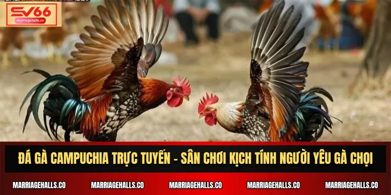Thể thao ảo cấp độ Bj66 - Bj66