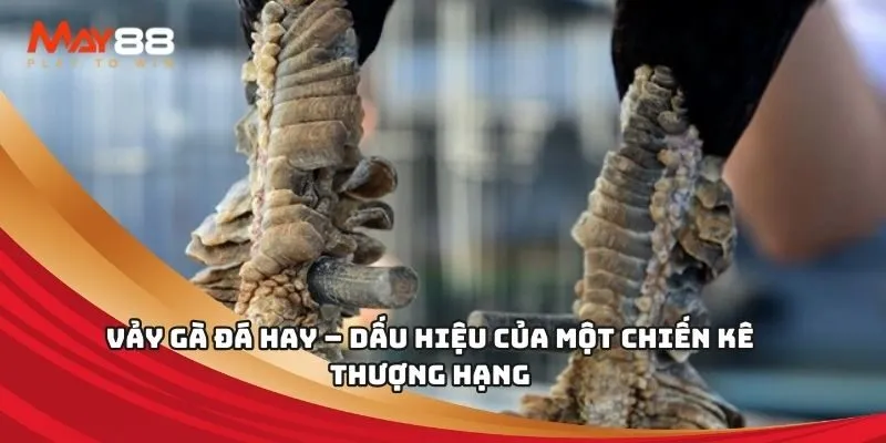 Giấy chứng nhận pháp lý King88, công nhận tính hợp pháp của King88 - King88