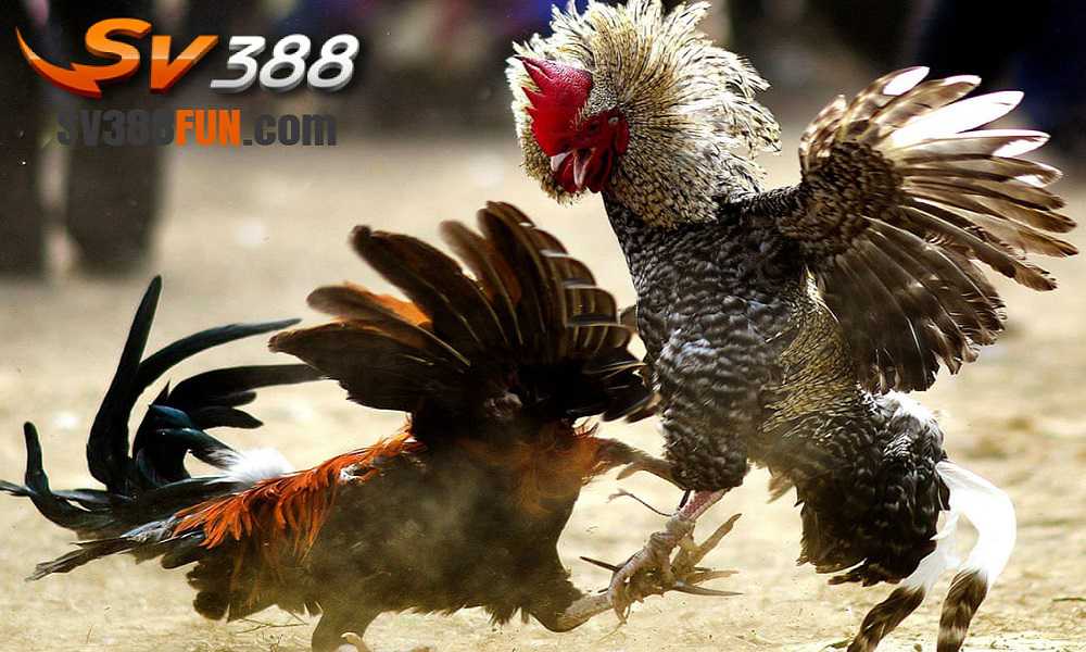 Corona888 có thể nhận được 100 tin nhắn mới nhất sau khi gửi 15 tin nhắn - Corona888